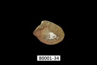 藏品(銀錦蛤)的圖片